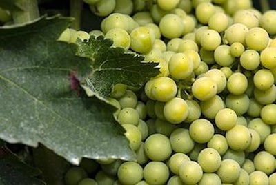 Pere Ventura druiven